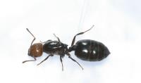 Six Brothers Pest Control image 3